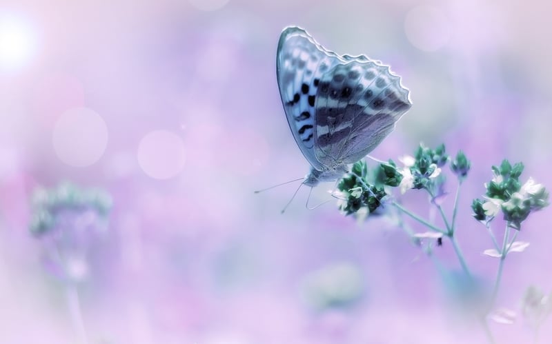 Dreamy Plants