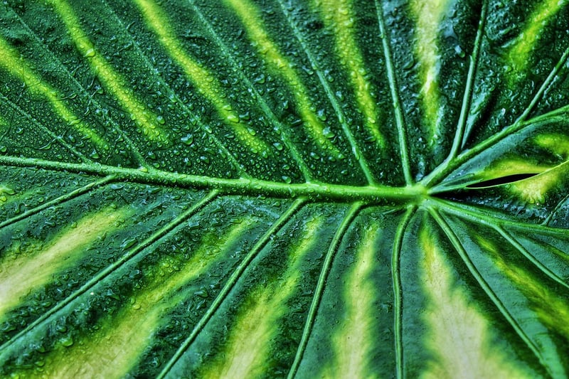 Alocasia 'Polly'