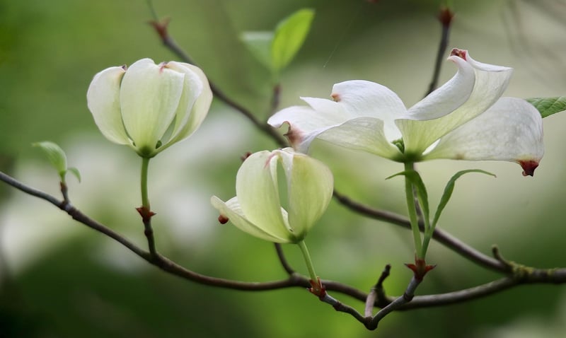 Blossoming Flowers