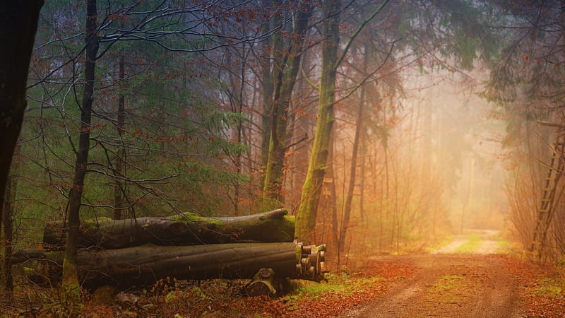 Enchanted Woodland Trail
