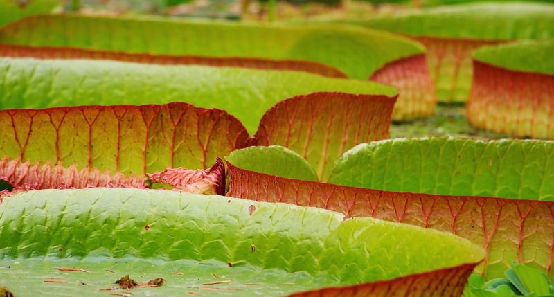 Garden Pond